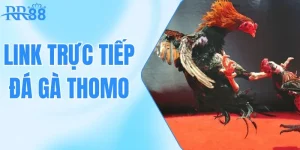 link trực tiếp đá gà thomo
